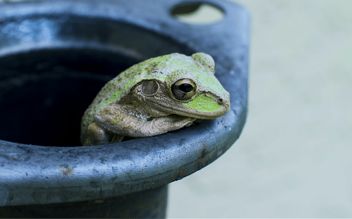 Just like you can (supposedly) boil a frog by increasing the heat gradually, data teams can get used to the gradual increase in data quality issues. Photo by Ladd Greene on Unsplash